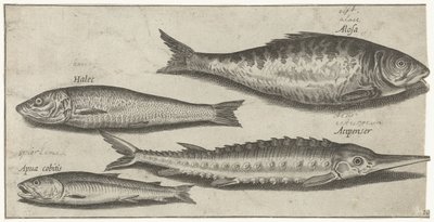 Shad, stör, nors och en sill Fiske (serietitel) Piscium vivae-ikoner (serietitel) av Pierre Firens