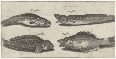 Gaffeltorsk, havabborre, behornad blenny och en svart fisk Fiske (serietitel) Piscivm vivae-ikoner (serietitel) av Pierre Firens