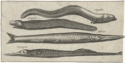 Garfish, pipefish, ål och en ål Fiske (serietitel) Piscium vivae-ikoner (serietitel) av Pierre Firens
