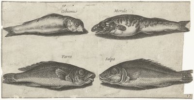 Goby, bogo, vitling och en annan fisk Fiske (serietitel) Piscivm vivae-ikoner (serietitel) av Pierre Firens
