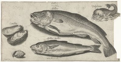 Torsk, vitling, en delfin och snäckor Fiske (serietitel) Piscium vivae-ikoner (serietitel) av Pierre Firens