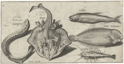 Röga, havslamprä, räkor och två andra fiskar Fiske (serietitel) Piscivm vivae-ikoner (serietitel) av Pierre Firens