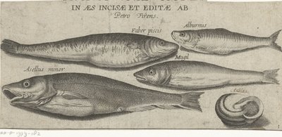 Skarpsill, karp, mulle, liten torsk och ett skal Fiske (serietitel) Piscivm vivae-ikoner (serietitel på objekt) av Pierre Firens