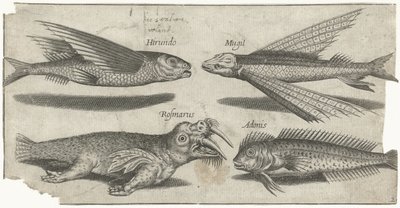 Flygande grymtande, knöl, blenny och en valross Fiske (serietitel) Piscivm vivae-ikoner (serietitel) av Pierre Firens