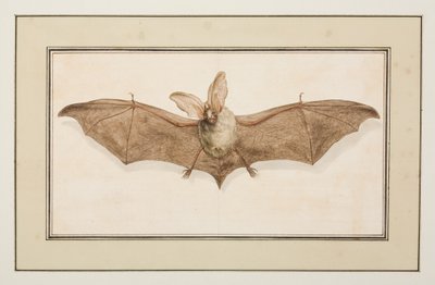 Brun långörat fladdermus, ca 1755-65 (akvarell på papper) av Pierre Francois Ledoulx