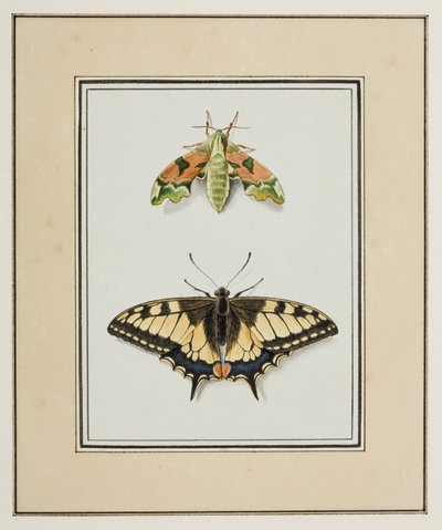 Hawk Moth and Old World Swallowtail Butterfly, ca 1755-65 (akvarell på papper) av Pierre Francois Ledoulx