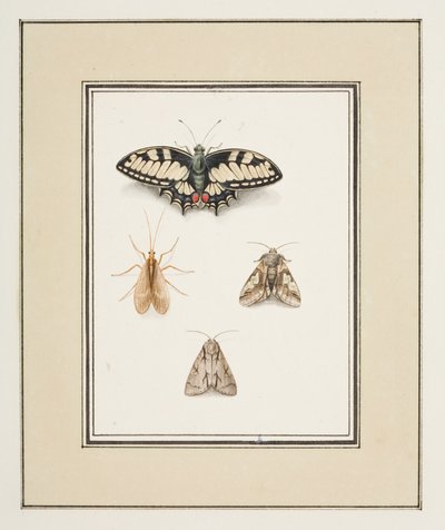 Swallowtail Butterfly, Mayfly and Two Moths, ca 1755-65 (akvarell på papper) av Pierre Francois Ledoulx