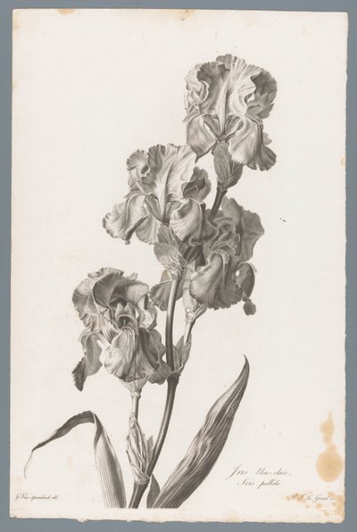 Dalmatisk iris Ljusblå iris / Iris pallida (titel på objekt) Blommor hämtade från naturen (...) (serietitel) av Pierre François Legrand