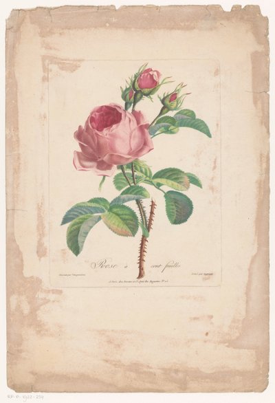 Honderdbladige roos Hundred Leaf Rose (titel på objekt) av Pierre François Legrand