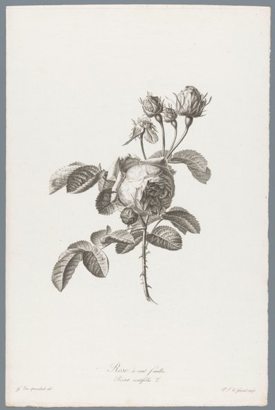 Honderdbladige roos Hundrabladig ros / Rosa centifolia L. (titel på objekt) Blommor hämtade från naturen (...) (serietitel) av Pierre François Legrand