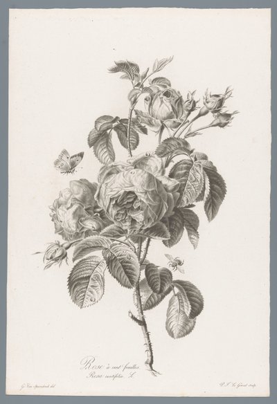 Honderdbladige roos Hundrabladig ros / Rosa centifolia L. (titel på objekt) Blommor hämtade från naturen (...) (serietitel) av Pierre François Legrand