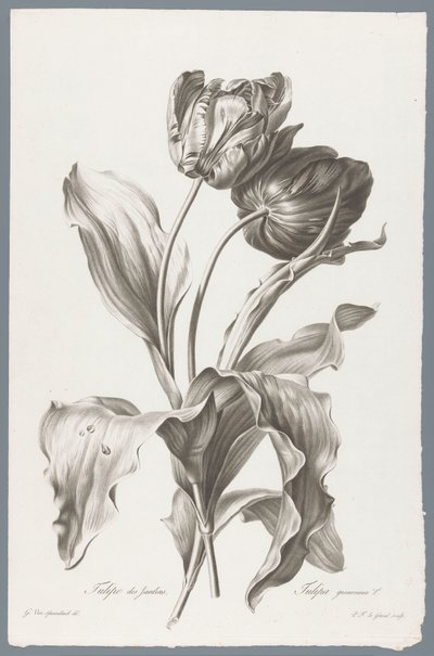 tulp Trädgårdstulpan / Tulipa gesneriana L. (titel på objekt) Blommor hämtade från naturen (...) (serietitel) av Pierre François Legrand
