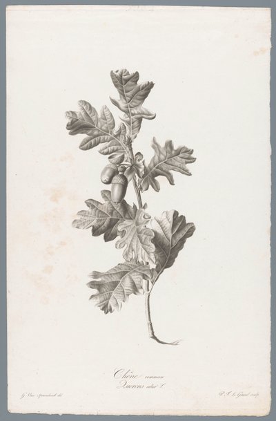 Zomerik Vanlig ek / Quercus robur L. (titel på objekt) Blommor hämtade från naturen (...) (serietitel) av Pierre François Legrand
