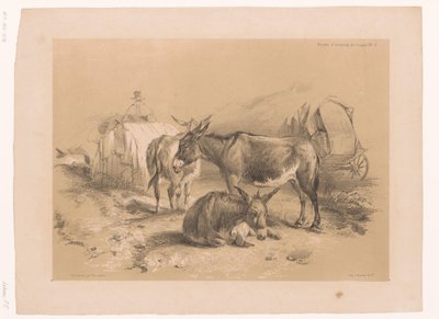 Studie av tre åsnor Cooper