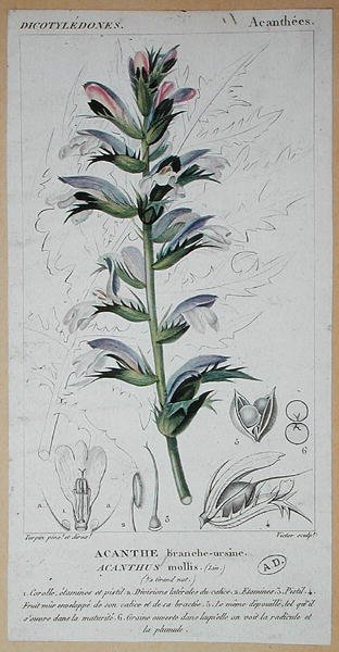Acanthus Mollis, c.1820 (färgad gravyr) av Pierre Jean Francois (after) Turpin