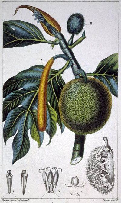 Brödfrukt av Pierre Jean Francois (after) Turpin
