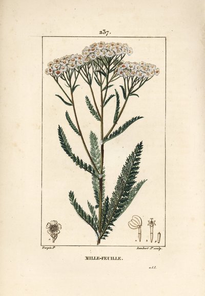 Akillee rölleka - Yarrow, Achillea millefolium. Handkolorerad kopparstick av Lambert Junior från en teckning av Pierre Jean-Francois Turpin från Chaumeton, Poiret och Chamberets "" La Flore Medicale,"" Paris, Panckoucke av Pierre Jean Francois Turpin