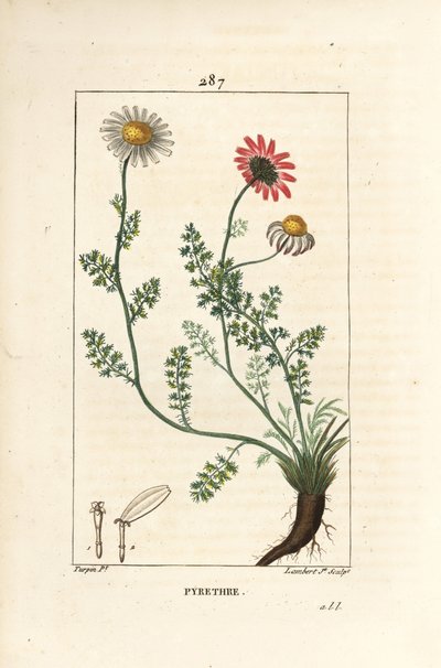 African Pyrethrum - Pellitory of Spain, Anthemis pyrethrum (Anacyclus pyrethrum) med blommor, blad, stjälk och rötter. Handkolorerad kopparstick av Lambert Junior efter teckning av Pierre Jean-Francois Turpin från Chaumeton, Poiret och Cham av Pierre Jean Francois Turpin