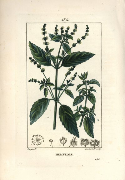 Annual Mercuriale - Mercurial, Mercurialis annua. Handkolorerad kopparstick av Lambert Junior från en teckning av Pierre Jean-Francois Turpin från Chaumeton, Poiret och Chamberets "" La Flore Medicale,"" Paris, Panckoucke av Pierre Jean Francois Turpin