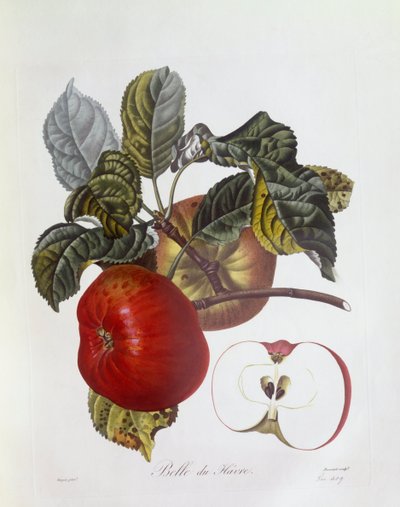 Apple "Belle du Havre", Henry Louis Duhamel du Monceau, botanisk tallrik av Pierre Jean Francois Turpin av Pierre Jean Francois Turpin