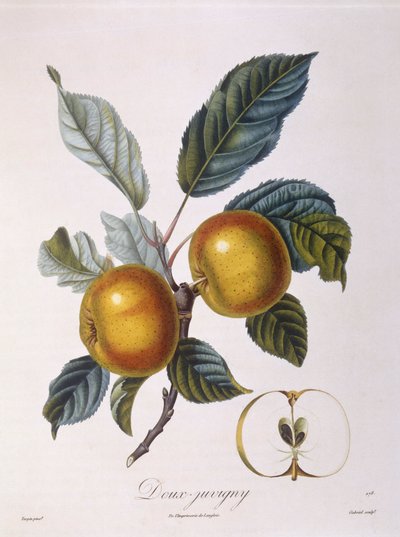 Apple "Doux-Juvigny" Henry Louis Duhamel du Monceau, botanisk tallrik av Pierre Jean Francois Turpin av Pierre Jean Francois Turpin