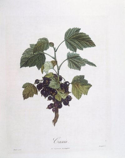 Svarta vinbär (Ribes nigrum) eller svarta vinbär Noir de Bourgogne Henry Louis Duhamel du Monceau, botanisk tallrik av Pierre Jean Francois Turpin av Pierre Jean Francois Turpin