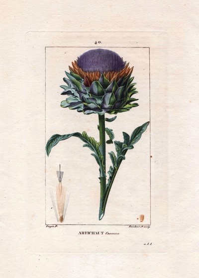 Botanisk: kronärtskocka - Kronärtskocka växt, blad och blomma, Cynara cardunculus. Handkolorerad kopparstick av Lambert från en teckning av Pierre Jean-Francois Turpin från Chaumeton, Poiret et Chamberets "" La Flore Medicale,"" Paris, Panckouc av Pierre Jean Francois Turpin
