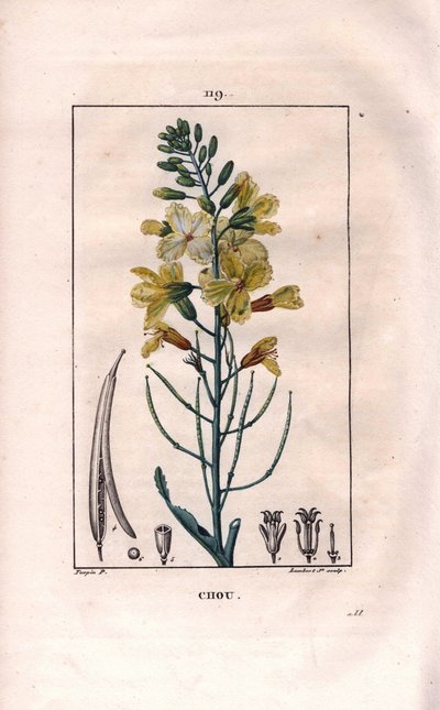 Botaniskt: kålblomma - Kålblomma, Brassica oleracea. Handkolorerad kopparstick av Lambert från en teckning av Pierre Jean-Francois Turpin från Chaumeton, Poiret et Chamberets "" La Flore Medicale,"" Paris, Panckoucke av Pierre Jean Francois Turpin