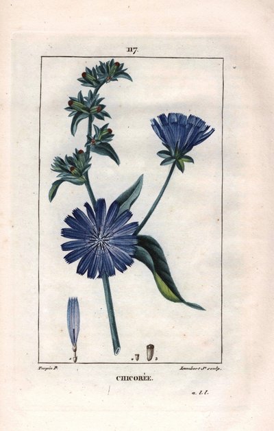 Botanisk: chicoree med blomma - Cikoriaväxt och blomma, Cichorium intybus. Handkolorerad kopparstick av Lambert från en teckning av Pierre Jean-Francois Turpin från Chaumeton, Poiret et Chamberets "" La Flore Medicale,"" Paris, Panckouc av Pierre Jean Francois Turpin