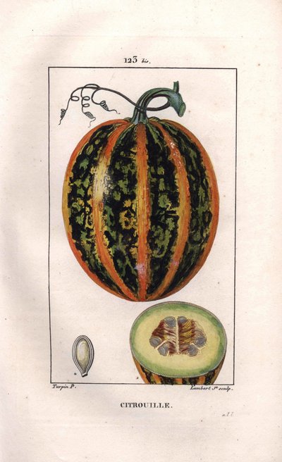 Botanisk: pumpa - Pumpa, frö och snitt genom frukt, pumpa, Cucurbita pepo. Handkolorerad kopparstick av Lambert från en teckning av Pierre Jean-Francois Turpin från Chaumeton, Poiret et Chamberets "" La Flore Medicale,"" Paris, av Pierre Jean Francois Turpin