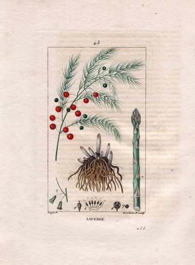 Botanik: sparris - Sparrisrot, blomma och frukt, Sparris officinalis. Handkolorerad kopparstick av Lambert från en teckning av Pierre Jean-Francois Turpin från Chaumeton, Poiret et Chamberets "" La Flore Medicale,"" Paris, Panckoucke av Pierre Jean Francois Turpin