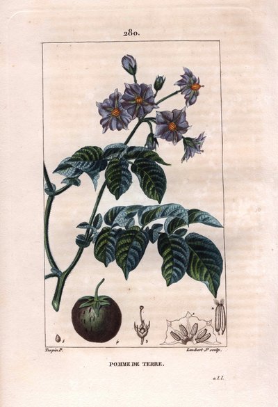 Botanik: potatis - Potatisväxt, blommor och frukt, Solanum tuberosum. Handkolorerad kopparstick av Lambert från en teckning av Pierre Jean-Francois Turpin från Chaumeton, Poiret et Chamberets "" La Flore Medicale,"" Paris, Panckoucke av Pierre Jean Francois Turpin