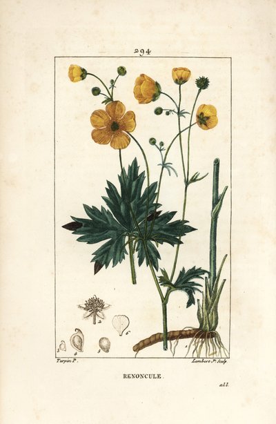 Smörblomma - Upprätt kråkfot, Ranunculus acris, med blomma, blad, stjälk och rot. Handkolorerad kopparstick av Lambert Junior från en teckning av Pierre Jean-Francois Turpin från Chaumeton, Poiret och Chamberets "" La Flore Medicale,"" Pa av Pierre Jean Francois Turpin