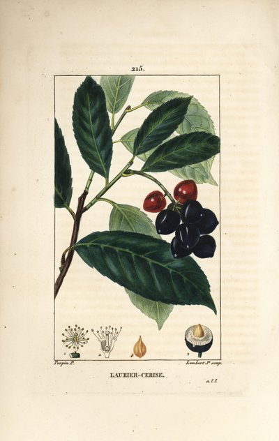 Körsbärslagerbär - Körsbärslagerbär, Prunus laurocerasus, med blad, frukt och frö. Handkolorerad kopparstick av Lambert Junior från en teckning av Pierre Jean-Francois Turpin från Chaumeton, Poiret och Chamberets "" La Flore Medicale,"" Paris, av Pierre Jean Francois Turpin