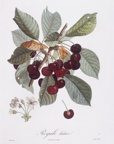 Körsbärsträd (Prunus avium), Henry Louis Duhamel du Monceau, botanisk platta av Pierre Jean Francois Turpin av Pierre Jean Francois Turpin