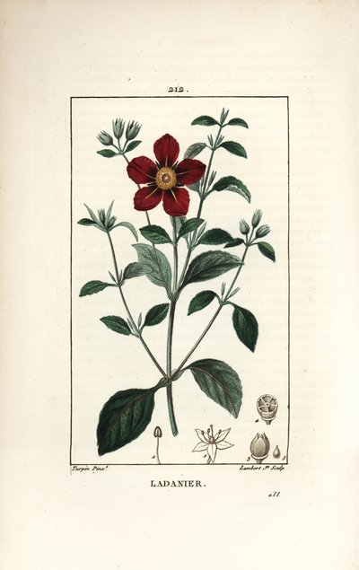 Cistus av Kreta - Gum cistus, Cistus creticus. Handkolorerad kopparstick av Lambert Junior från en teckning av Pierre Jean-Francois Turpin från Chaumeton, Poiret och Chamberets "" La Flore Medicale,"" Paris, Panckoucke av Pierre Jean Francois Turpin