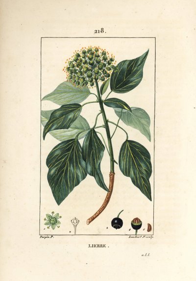 Klättermurgröna - Vanlig murgröna, Hedera helix. Handkolorerad kopparstick av Lambert Junior från en teckning av Pierre Jean-Francois Turpin från Chaumeton, Poiret och Chamberets "" La Flore Medicale,"" Paris, Panckoucke av Pierre Jean Francois Turpin