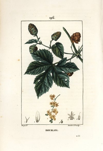 Klätterhumle - Humle, Humulus lupulus. Handkolorerad kopparstick av Lambert Junior från en teckning av Pierre Jean-Francois Turpin från Chaumeton, Poiret och Chamberets "" La Flore Medicale,"" Paris, Panckoucke av Pierre Jean Francois Turpin
