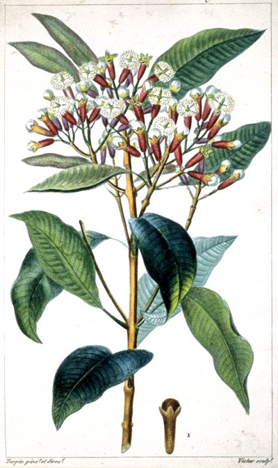 Kryddnejlikaträd och kryddnejlika, mitten av 1800-talet (litografi) av Pierre Jean Francois Turpin
