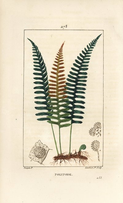 Vanlig polypod - Polypod ormbunke, Polypodium vulgare, med blad, frö och rot. Handkolorerad kopparstick av Lambert Junior från en teckning av Pierre Jean-Francois Turpin från Chaumeton, Poiret och Chamberets "" La Flore Medicale,"" Paris, P av Pierre Jean Francois Turpin