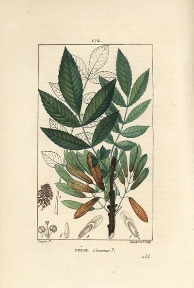 Vanlig ask eller ask eleve - Askträd, Fraxinus excelsior, visar gren, löv, frön och blad i kontur. Handkolorerad kopparstick av Lambert Junior efter en teckning av Pierre Jean-Francois Turpin från Chaumeton, Poiret et Chamberets "" av Pierre Jean Francois Turpin