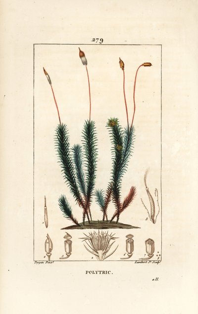 Vanlig polytrichum (skum) - Vanlig hårmössa, Vanlig polytrichum. Handkolorerad kopparstick av Lambert Junior från en teckning av Pierre Jean-Francois Turpin från Chaumeton, Poiret och Chamberets "" La Flore Medicale,"" Paris, Panckoucke av Pierre Jean Francois Turpin