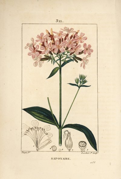 Vanlig tvålört, Saponaria officinalis, med blomma, blad, stjälk och frö. Handkolorerad kopparstick av Lambert Junior från en teckning av Pierre Jean-Francois Turpin från Chaumeton, Poiret och Chamberets "" La Flore Medicale,"" Paris, Panck av Pierre Jean Francois Turpin
