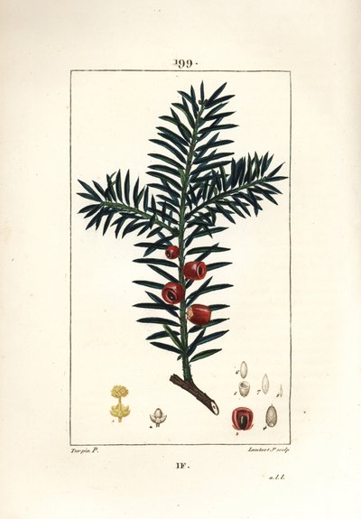 Vanlig idegran eller idegran a bär - Idegran, Taxus baccata. Handkolorerad kopparstick av Lambert Junior från en teckning av Pierre Jean-Francois Turpin från Chaumeton, Poiret och Chamberets "" La Flore Medicale,"" Paris, Panckoucke av Pierre Jean Francois Turpin
