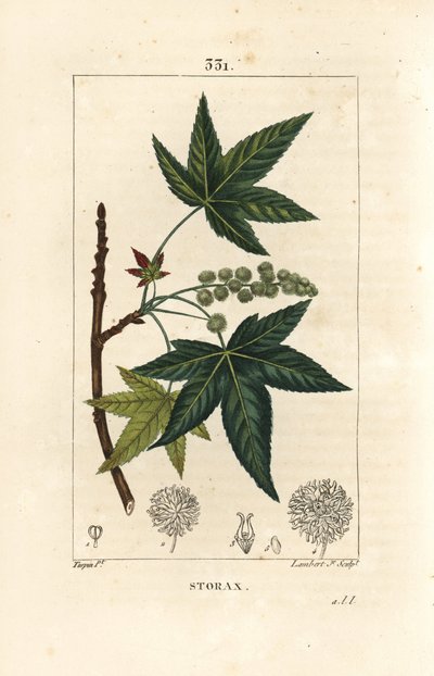 Copalm of America eller Liquidambar - Storax eller flytande bärnsten, Liquidambar styraciflua. Handkolorerad kopparstick av Lambert Junior från en teckning av Pierre Jean-Francois Turpin från Chaumeton, Poiret och Chamberets "" La Flore Medicale,"" Pa av Pierre Jean Francois Turpin