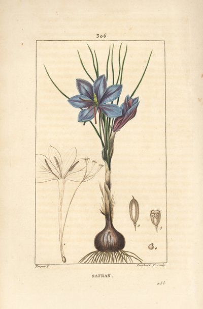 Krokus - Saffranskrokus, Crocus sativus, visar blomma, blad, stjälk, lök och stigma. Handkolorerad kopparstick av Lambert Junior från en teckning av Pierre Jean-Francois Turpin från Chaumeton, Poiret och Chamberets "" La Flore Medicale,"" av Pierre Jean Francois Turpin