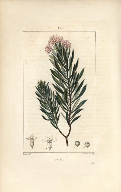 Daphne garou, Thymele eller Saint Bois - Spurge lin, Daphne gnidium. Handkolorerad kopparstick av Lambert Junior från en teckning av Pierre Jean-Francois Turpin från Chaumeton, Poiret och Chamberets "" La Flore Medicale,"" Paris, Panckoucke av Pierre Jean Francois Turpin