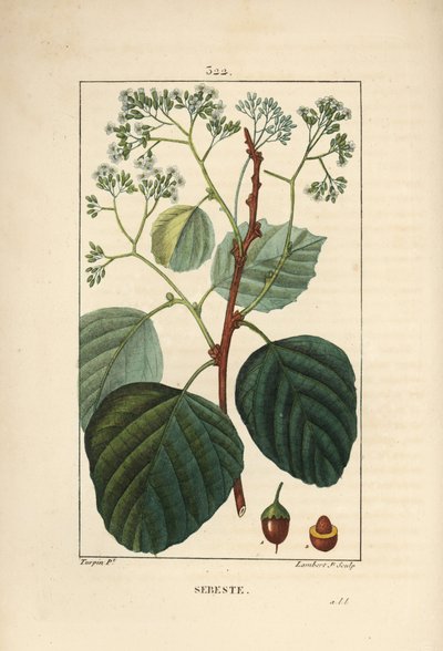 Inhemsk Sebestier - Assyriskt plommon eller lasura, Cordia myxa, med blomma, blad, stjälk och frukt. Handkolorerad kopparstick av Lambert Junior från en teckning av Pierre Jean-Francois Turpin från Chaumeton, Poiret och Chamberets "" La Flore Med av Pierre Jean Francois Turpin