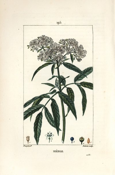 Dvärgfläder - Dvärgfläder, Sambucus humilis. Handkolorerad kopparstick av Lambert Junior från en teckning av Pierre Jean-Francois Turpin från Chaumeton, Poiret och Chamberets "" La Flore Medicale,"" Paris, Panckoucke av Pierre Jean Francois Turpin