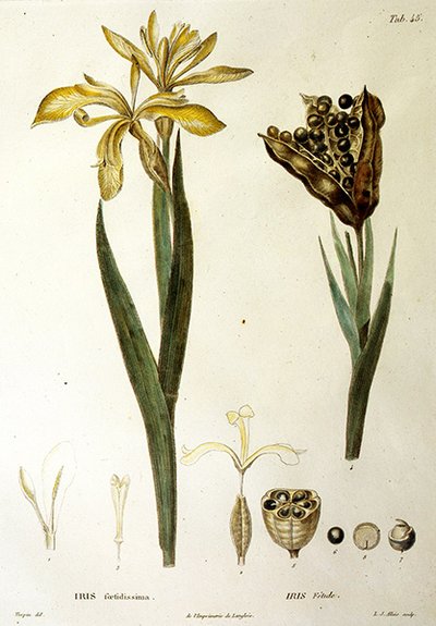 Fetid Iris, graverad av L. J. Allais (handkolorerad gravyr) av Pierre Jean Francois Turpin